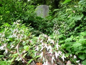 �����̐Δ�H