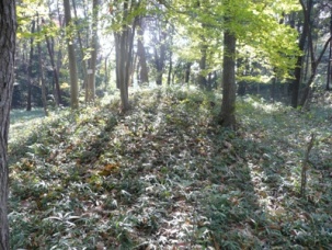 ���Ƃݓy��