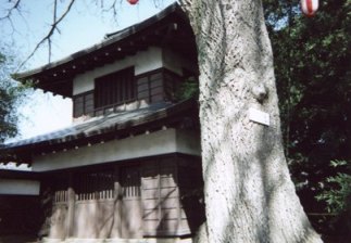 �{�ۂ��猩���p�E